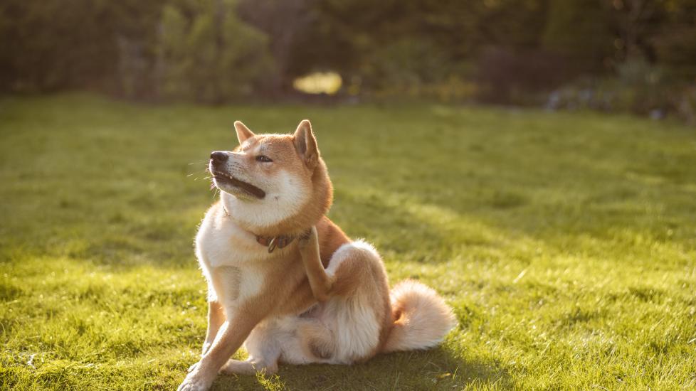 flea allergy dermatitis in dogs; a dog itches and scratches themselves, a common symptom of flea allergy dermatitis.